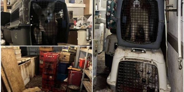 Skala okrucieństwa w pseudohodowli poraziła nawet ratowników! Ocalone psy z „fabryki” pod Skierniewicami szukają domów tymczasowych [Foto]